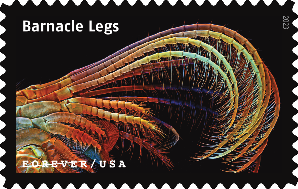 2023 Life Magnified Stamps